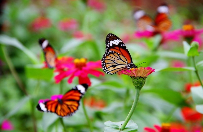 Schmetterlingsgarten grevenmacher